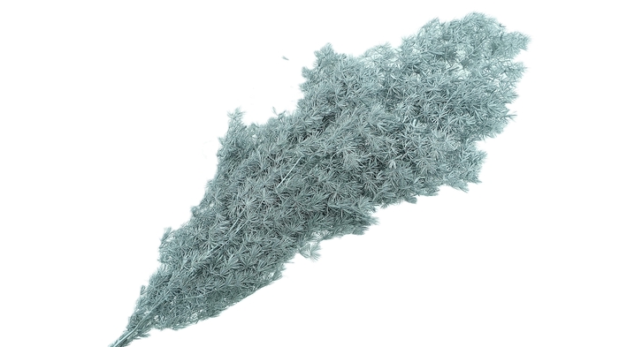 <h4>Dried Bleached Asparagus Retrofractus Silver</h4>