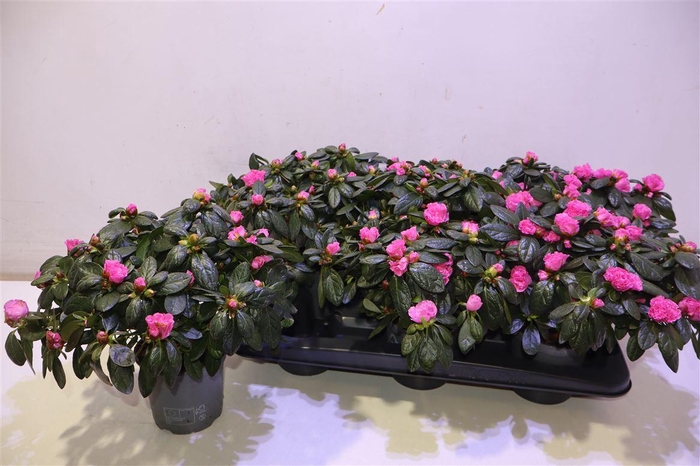 <h4>arr8 Rhodo Si Ov</h4>