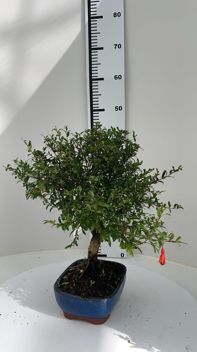 <h4>Punica granatum, 19cm.</h4>