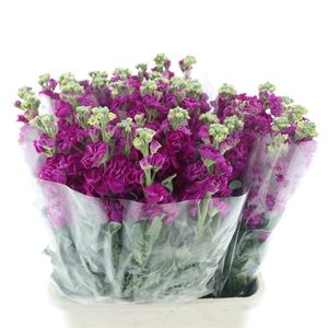 Matth Incana Iron Deep Pink