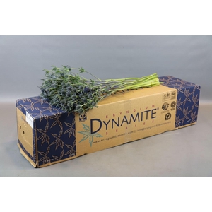 Eryngium Blue Dynamite