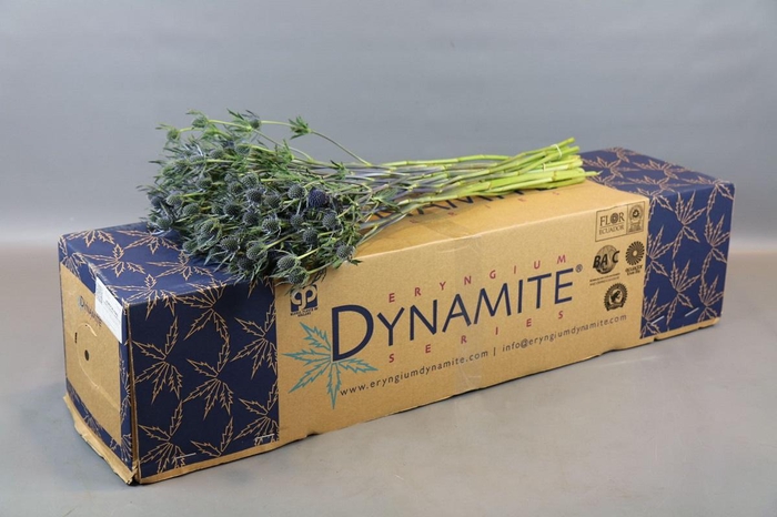 <h4>Eryngium Blue Dynamite</h4>