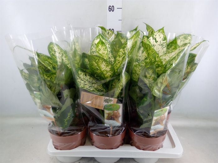 <h4>Dieffenbachia  'Compacta'</h4>