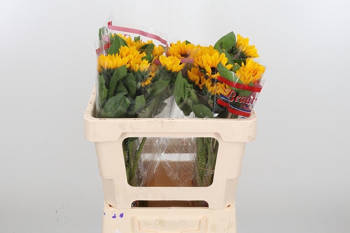 <h4>Heli Sunova</h4>