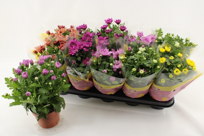 <h4>CHRYS GEVULDBL GEM</h4>