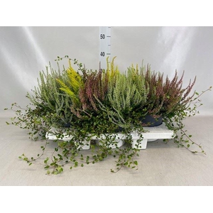 Calluna vulg.   ...