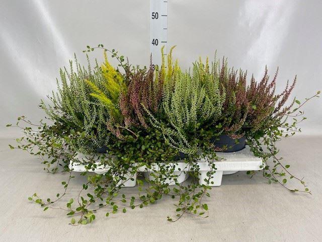 <h4>Calluna vulg.   ...</h4>
