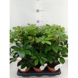 Schefflera arbor. 'Nora'