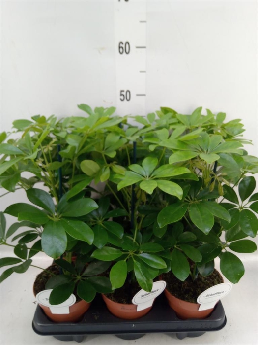 <h4>Schefflera arbor. 'Nora'</h4>