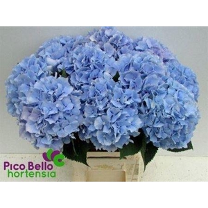 Hydr M Ch Verena Bl 65cm