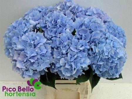 <h4>Hydr M Ch Verena Bl 65cm</h4>