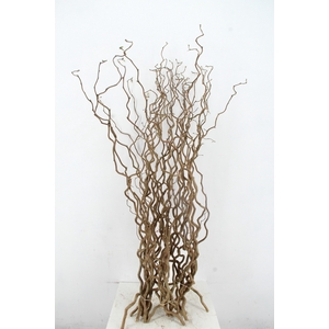 CORYL AV CONTORTA 1 JARIG 130CM