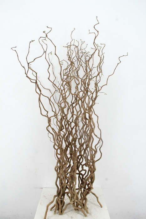 <h4>CORYL AV CONTORTA 1 JARIG 130CM</h4>