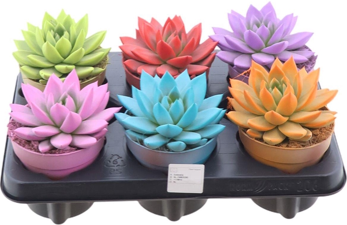 <h4>Echev Miranda Rainbow Gemengd</h4>