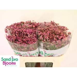 LIM SIN TIFFANY DIAM