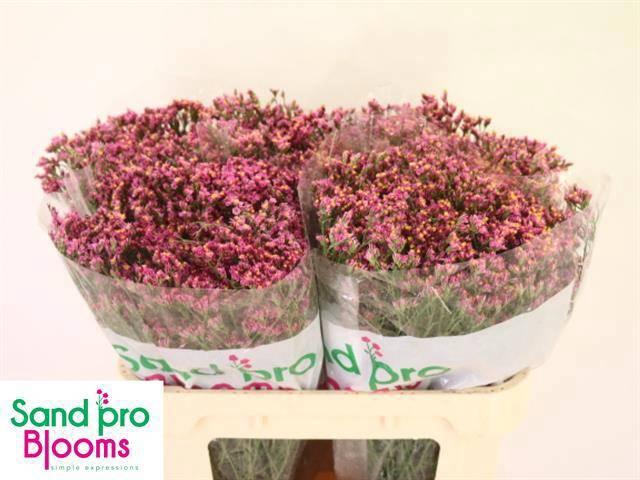 <h4>LIM SIN TIFFANY DIAM</h4>