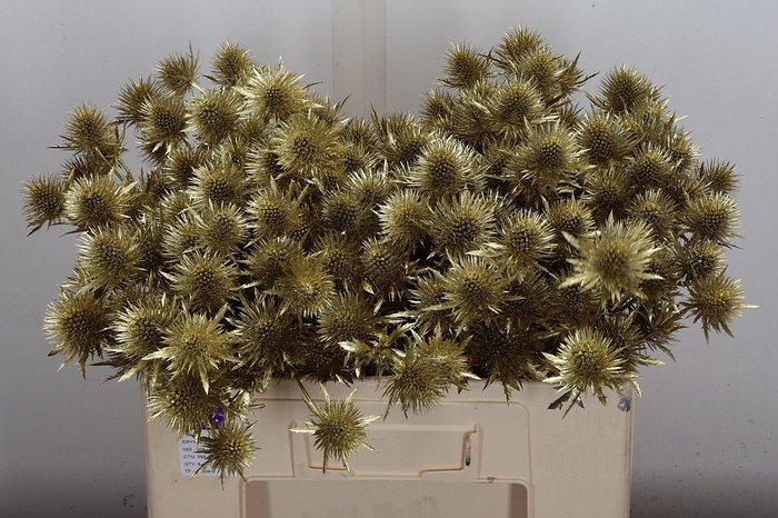 <h4>Eryn Ov Klb Goud</h4>