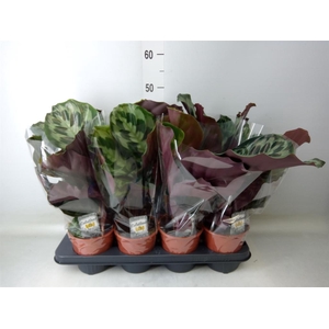 Calathea   ...