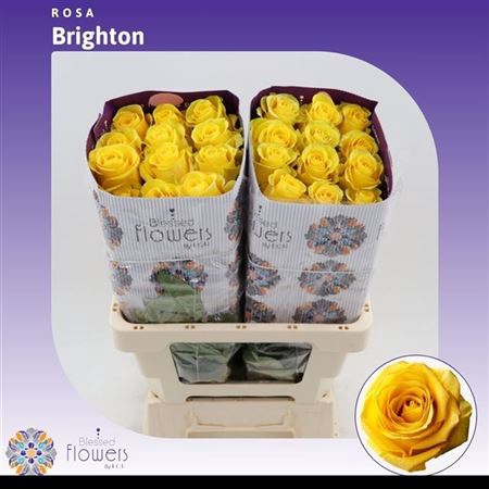 <h4>Rosa a grande fleur Brighton</h4>