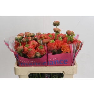 Ranunculus Romance Paradou