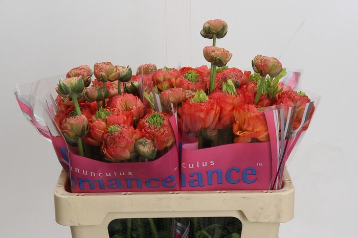 <h4>Ranunculus Romance Paradou</h4>