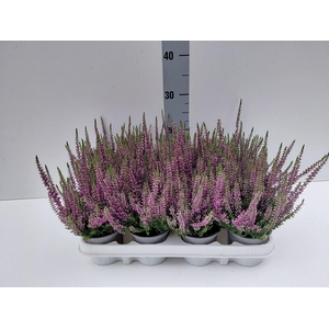 Calluna vulg. 'Beauty L Linda'