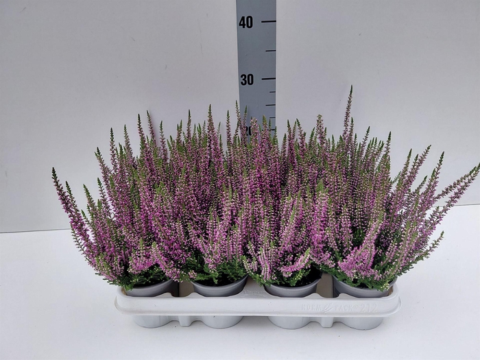 Calluna vulg. 'Beauty L Linda'
