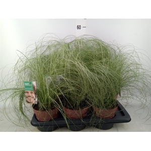 Carex comans 'Frosted Curls'