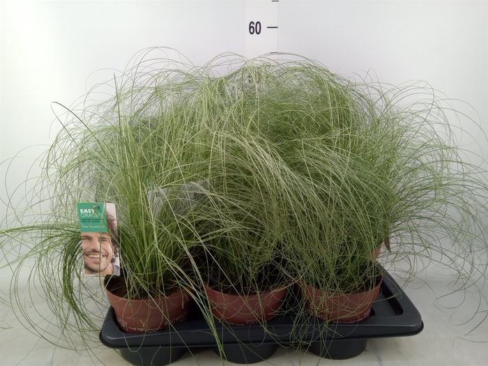 <h4>Carex comans 'Frosted Curls'</h4>
