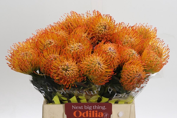 <h4>Nutans Ayoba Sun</h4>