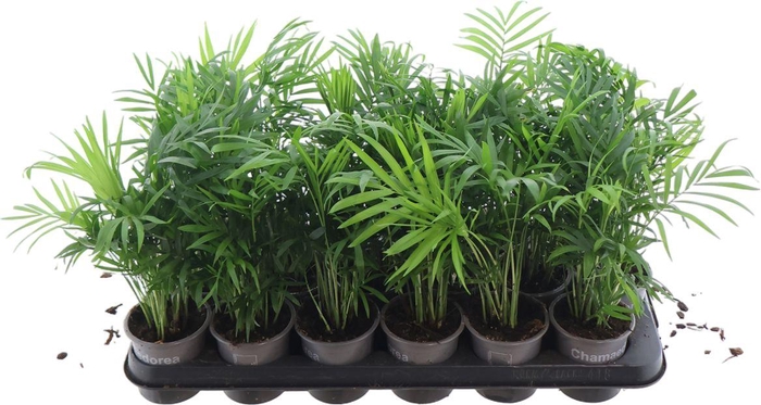 <h4>Chamaedorea Elegans</h4>