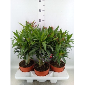 Nerium oleander   ...