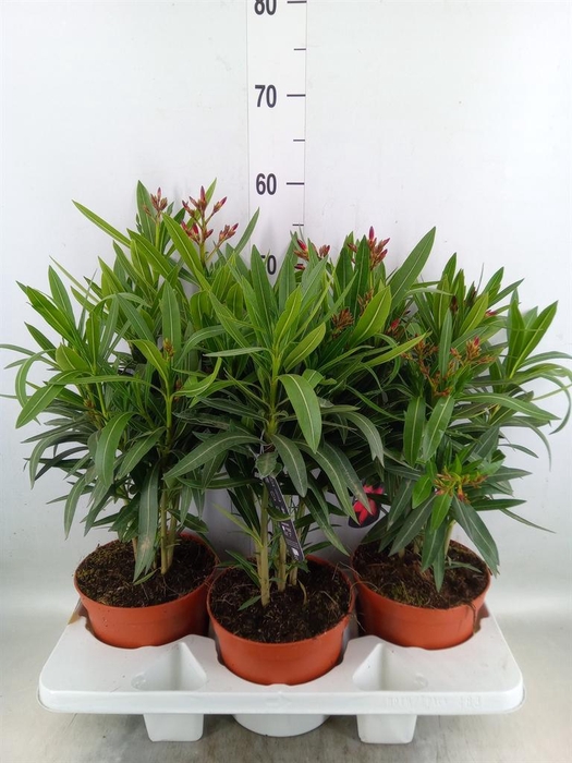 <h4>Nerium oleander   ...</h4>
