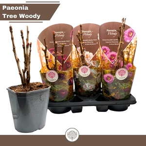 PAEONIA SUFFRUT GEM