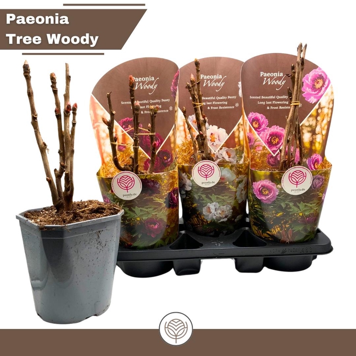 <h4>PAEONIA SUFFRUT GEM</h4>