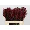 Leucadendron Saf Sunset Dark R.Spray