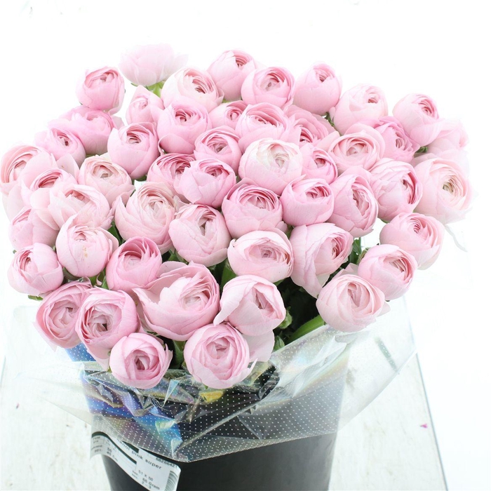 <h4>Ran Su Sr Hanoi Pink Extra</h4>