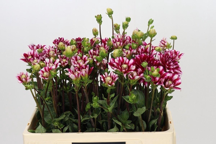<h4>Dahlia WL 'Fiorentina'</h4>