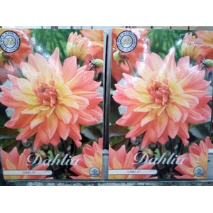 Dahlia   ...flowerbulbs