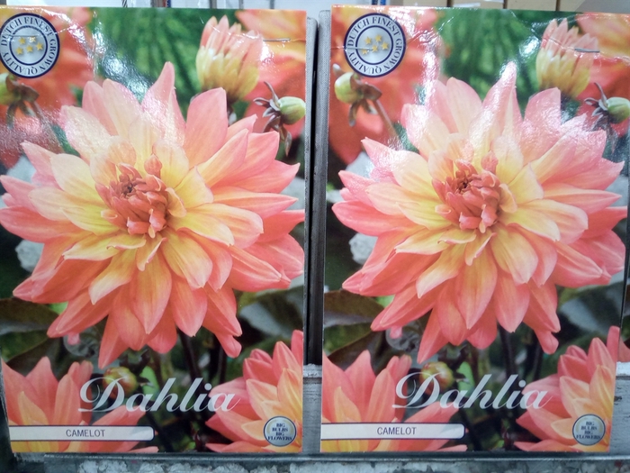 <h4>Dahlia   ...flowerbulbs</h4>