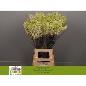 SYR V MME FL STEPMAN