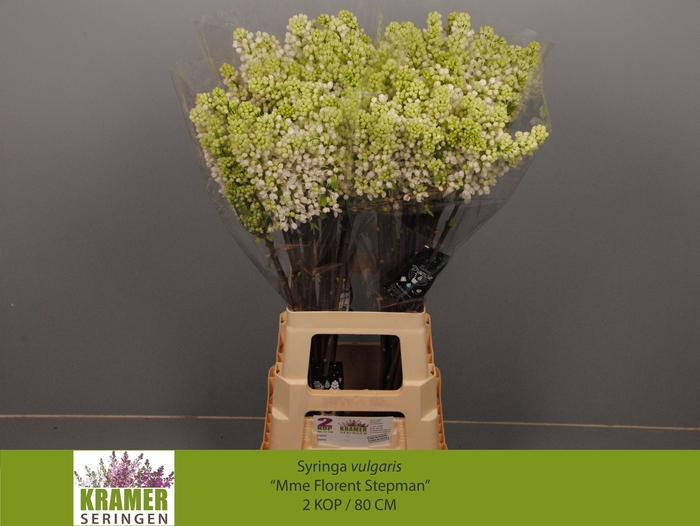 <h4>SYR V MME FL STEPMAN</h4>