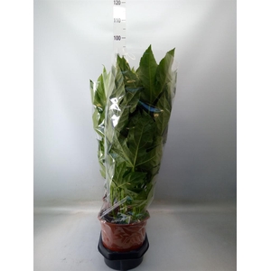 Fatsia japonica   ...