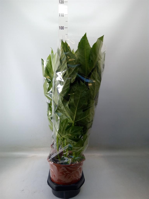 <h4>Fatsia japonica ...</h4>