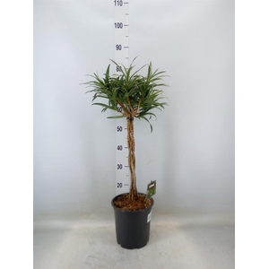 Dracaena refl.   ...