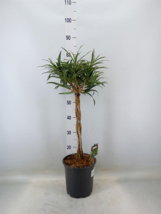 <h4>Dracaena refl.   ...</h4>