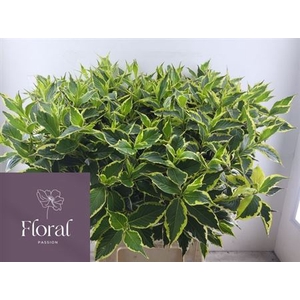 Weigela Fl Elstead