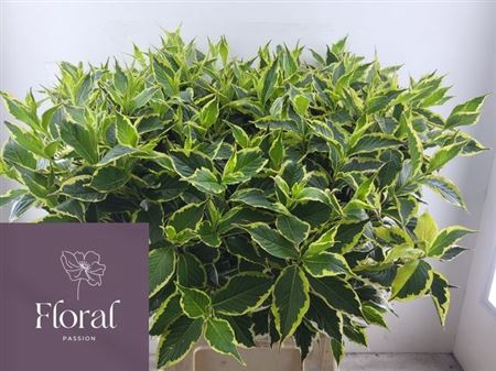 <h4>Weigela Fl Elstead</h4>