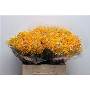 Leuco Hawaii Gold