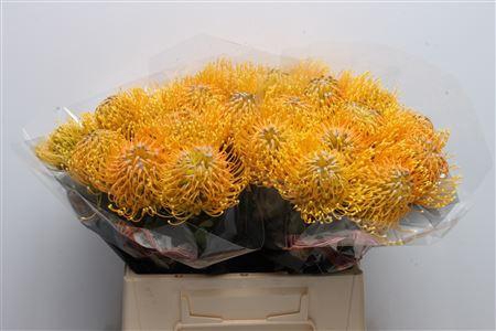 <h4>Leuco Hawaii Gold</h4>